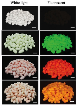 Fluorescent-Cocoons-Crop