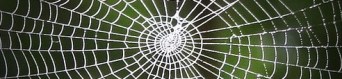 spider-web1